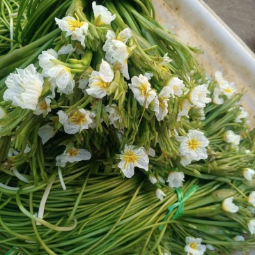 云南大理特产水性杨花菜海菜花新鲜蔬菜现摘洱海丽江野菜