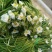 云南大理特产水性杨花菜海菜花新鲜蔬菜现摘洱海丽江野菜