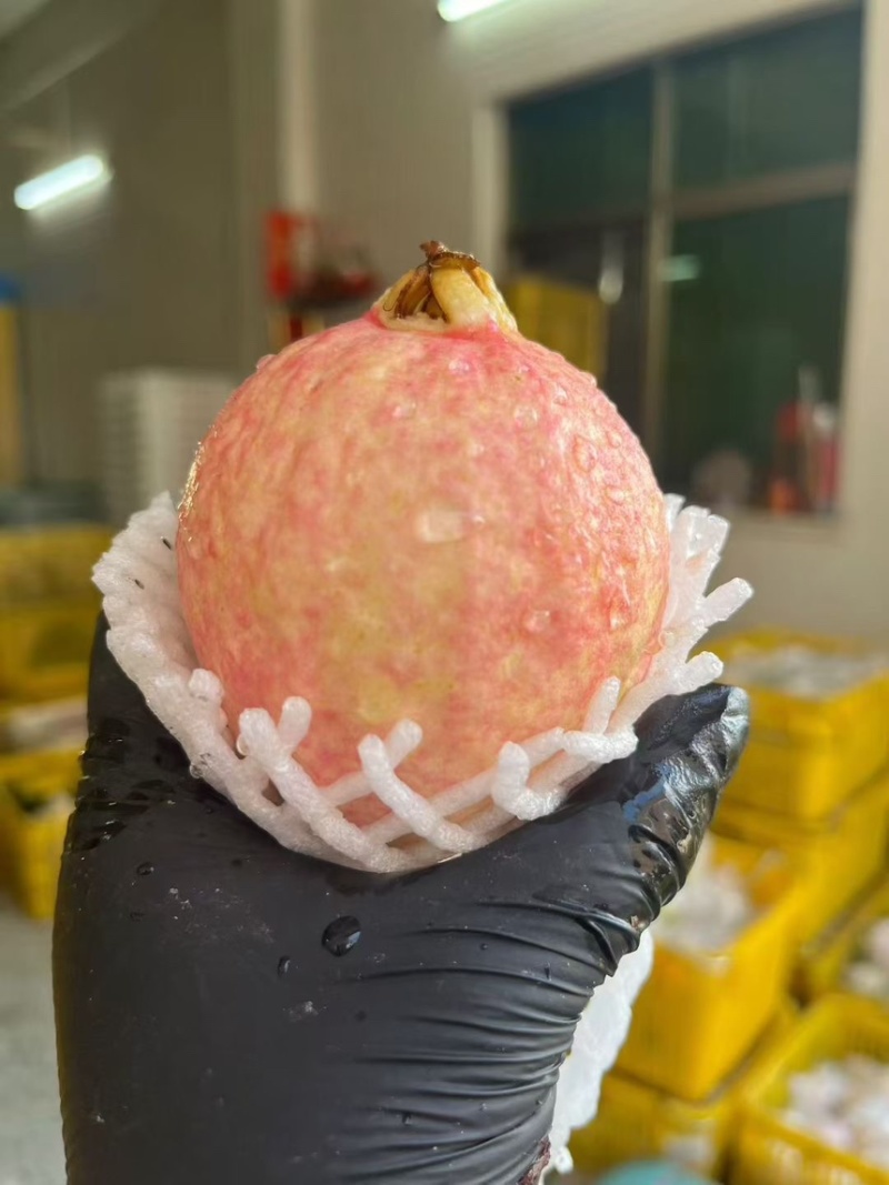 精品胭脂红芭乐大量上市，货源地发货，保质保量欢迎采购