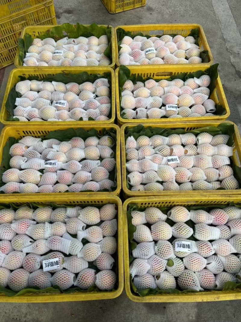 【精选】精品胭脂红芭乐大量上市，全国发货货源充足可对接