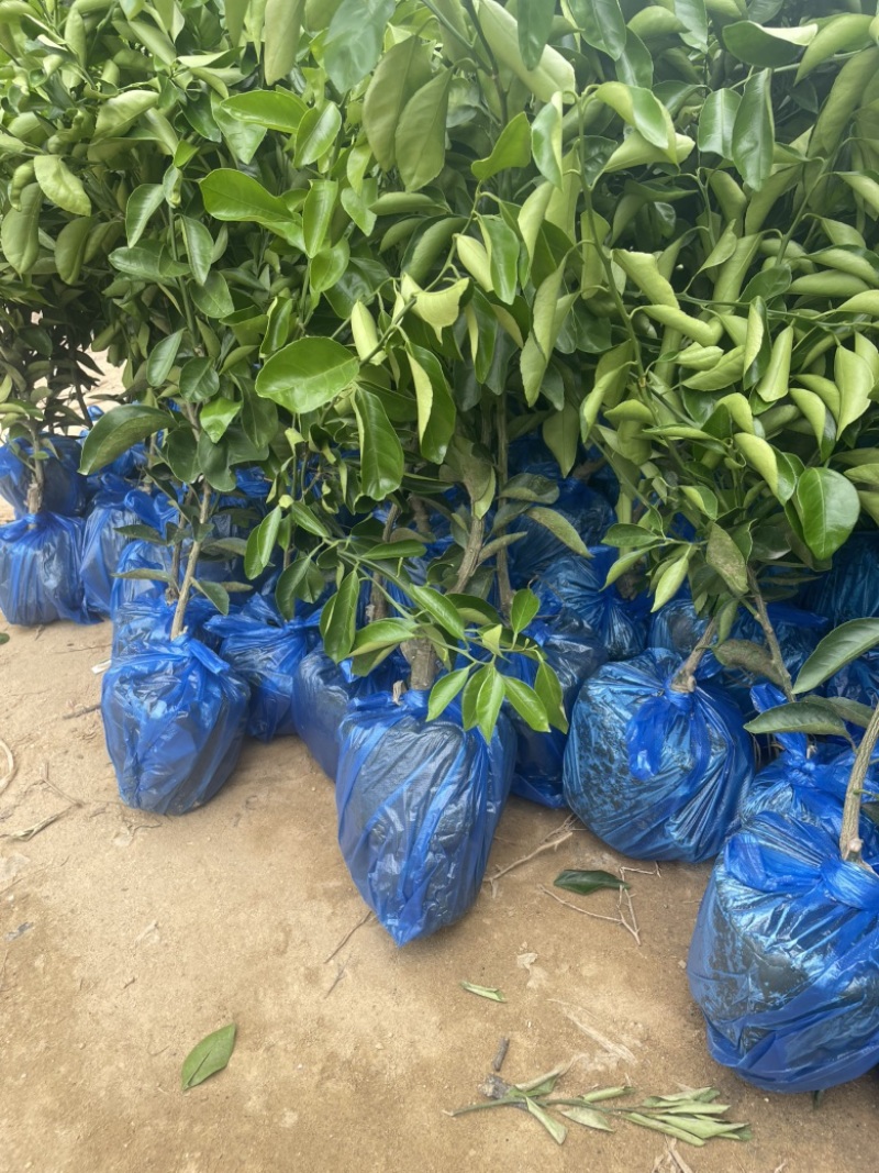 红橘庄头耙耙柑树苗