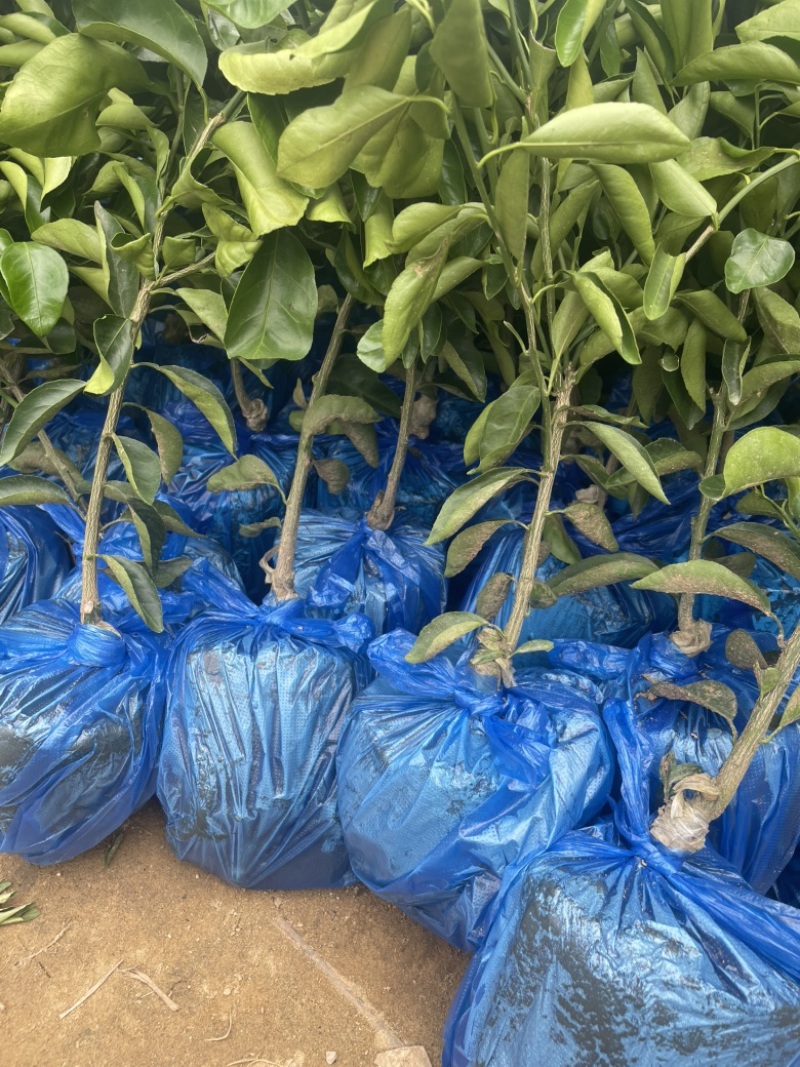 红橘庄头耙耙柑树苗