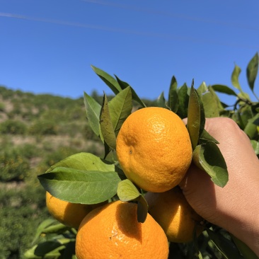 蜜桔