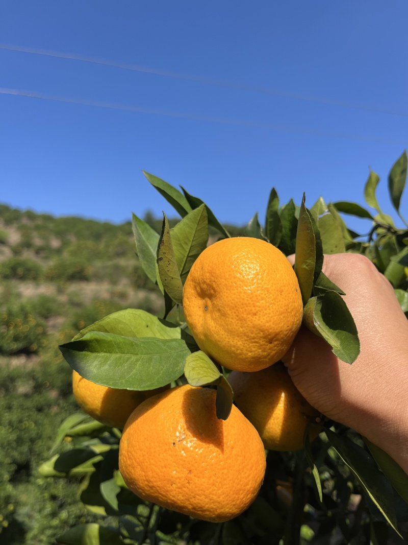 蜜桔