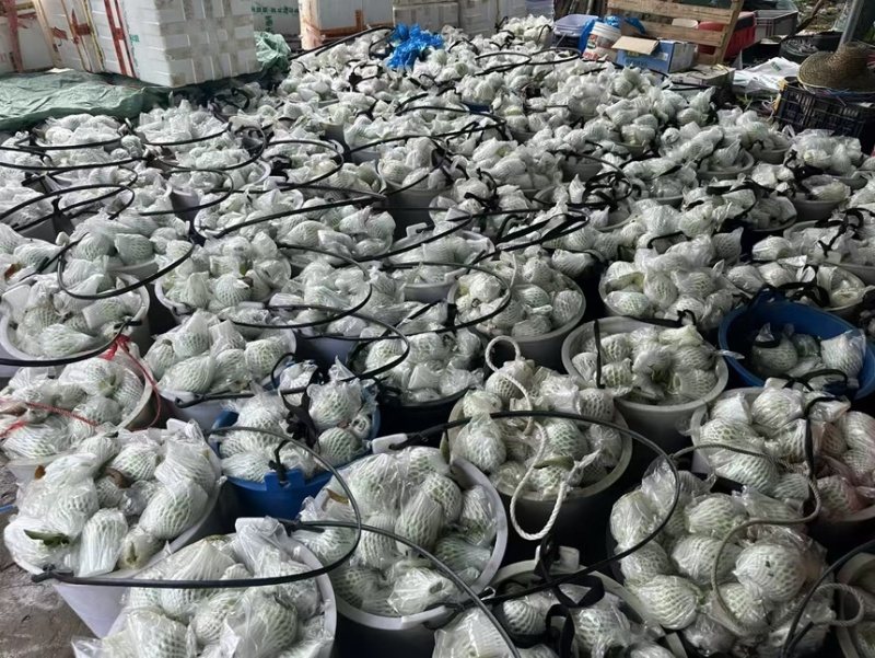广东现摘番石榴5斤番石榴芭乐水果新鲜清脆香甜当季整箱包邮