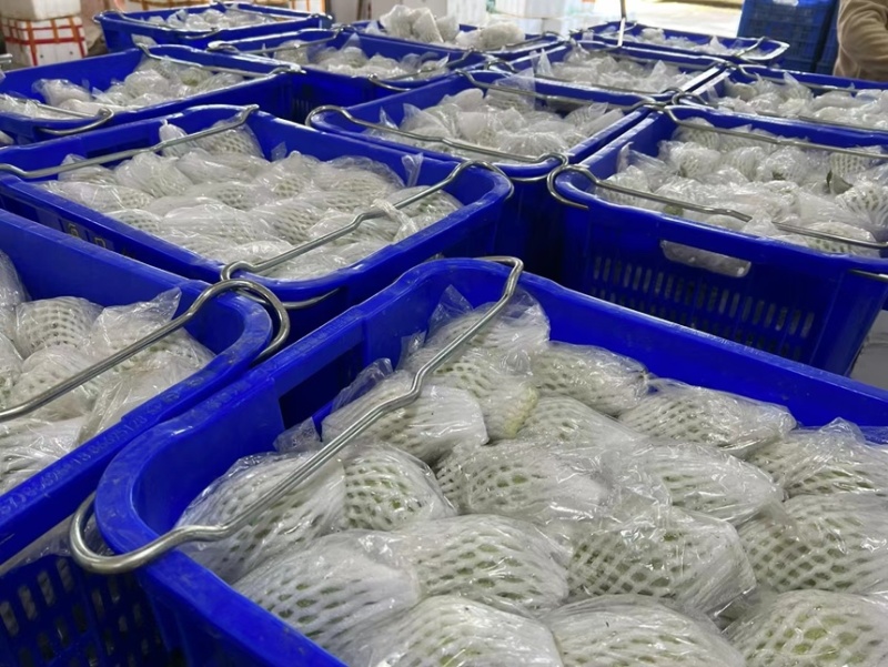 广东现摘番石榴5斤番石榴芭乐水果新鲜清脆香甜当季整箱包邮