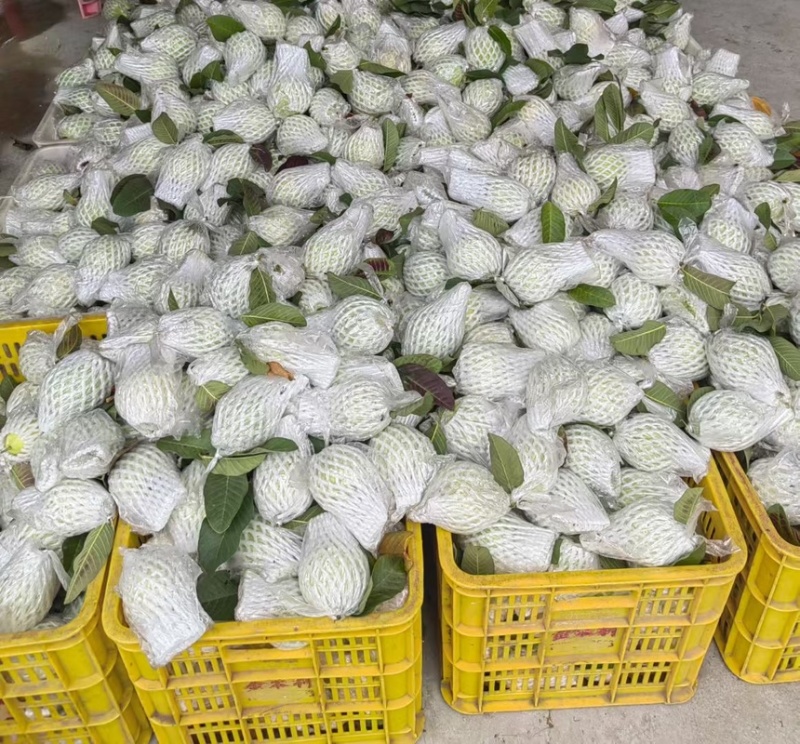 广东现摘番石榴5斤番石榴芭乐水果新鲜清脆香甜当季整箱包邮