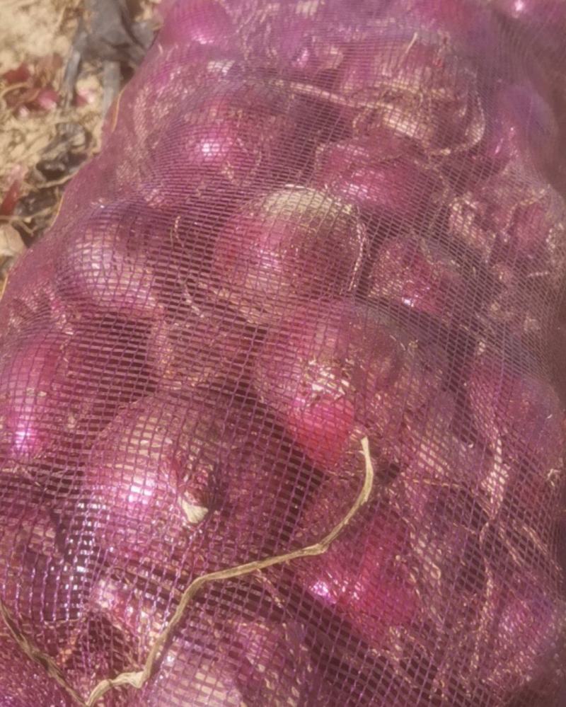紫洋葱