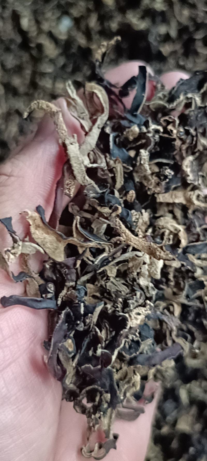 5.8元一斤木耳丝电商专用足干木耳丝自产自销木耳丝去根