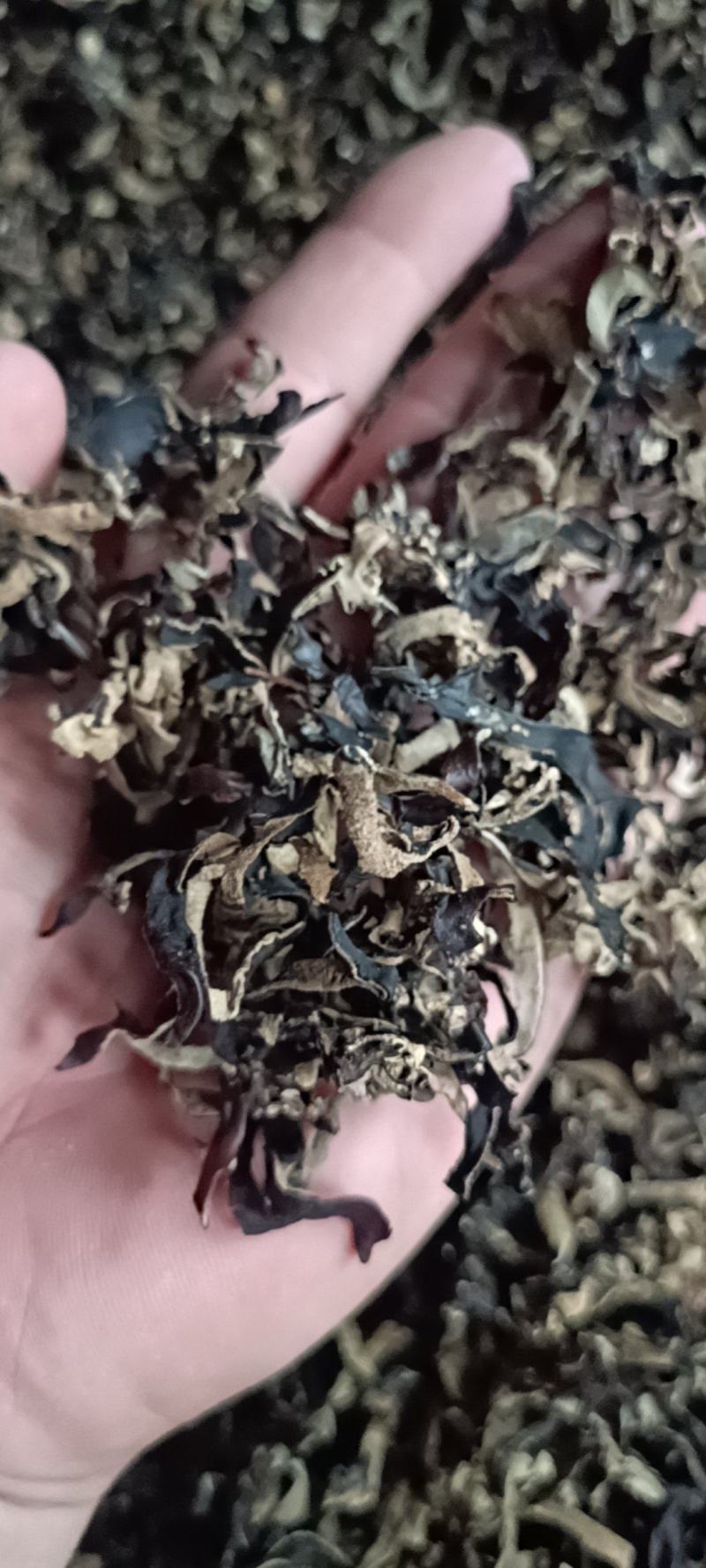 电商用木耳丝5.8元一斤足干去根木耳丝***木耳丝精品木