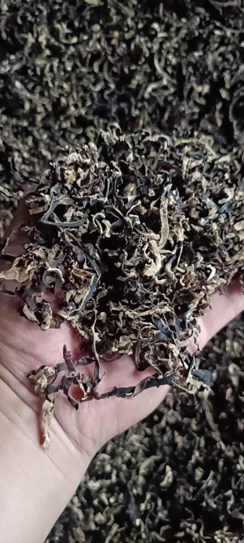 电商用木耳丝5.8元一斤足干去根木耳丝***木耳丝精品木