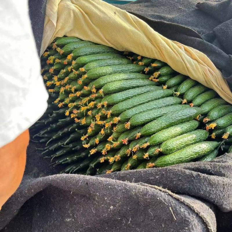【精品】山东聊城密刺黄瓜一手货源充足保质保量欢迎下单