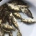 桂花鳜鱼苗/鱼苗/渔产/，现货足，支持全国发货，