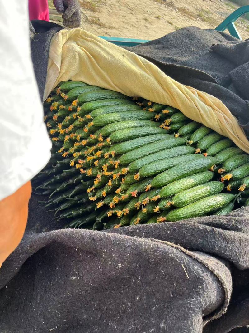 【精品】山东聊城密刺黄瓜一手货源充足保质保量欢迎下单
