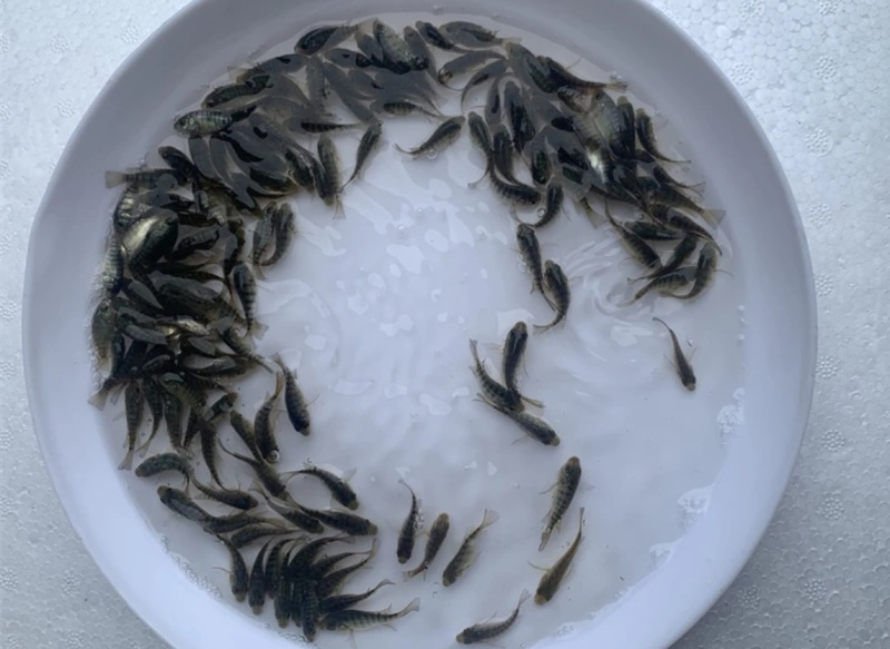 罗非海南1号/鱼苗/渔产/，现货足，支持全国各地发货，