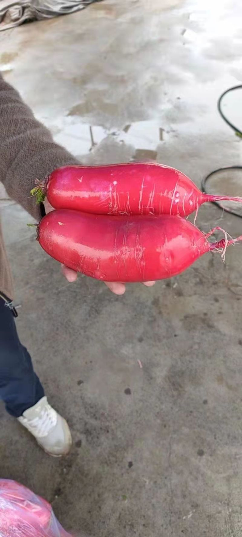 红皮萝卜