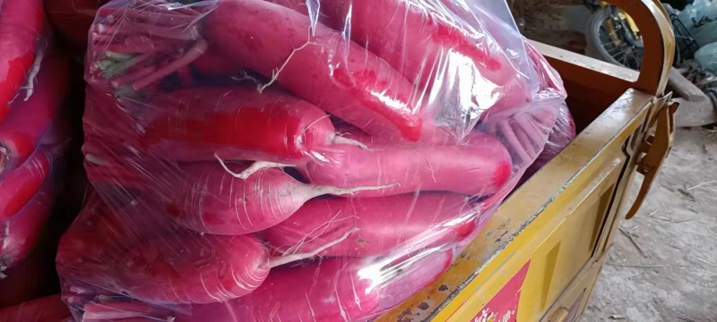 红皮萝卜