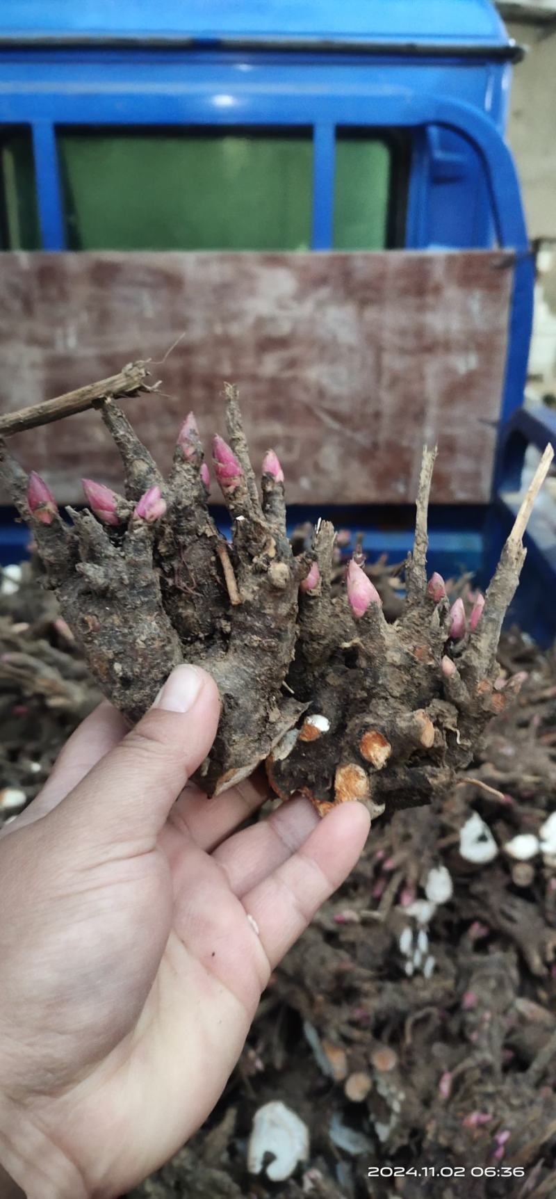 中药材白芍芽亳州老本打成活率高（提供技术指导）