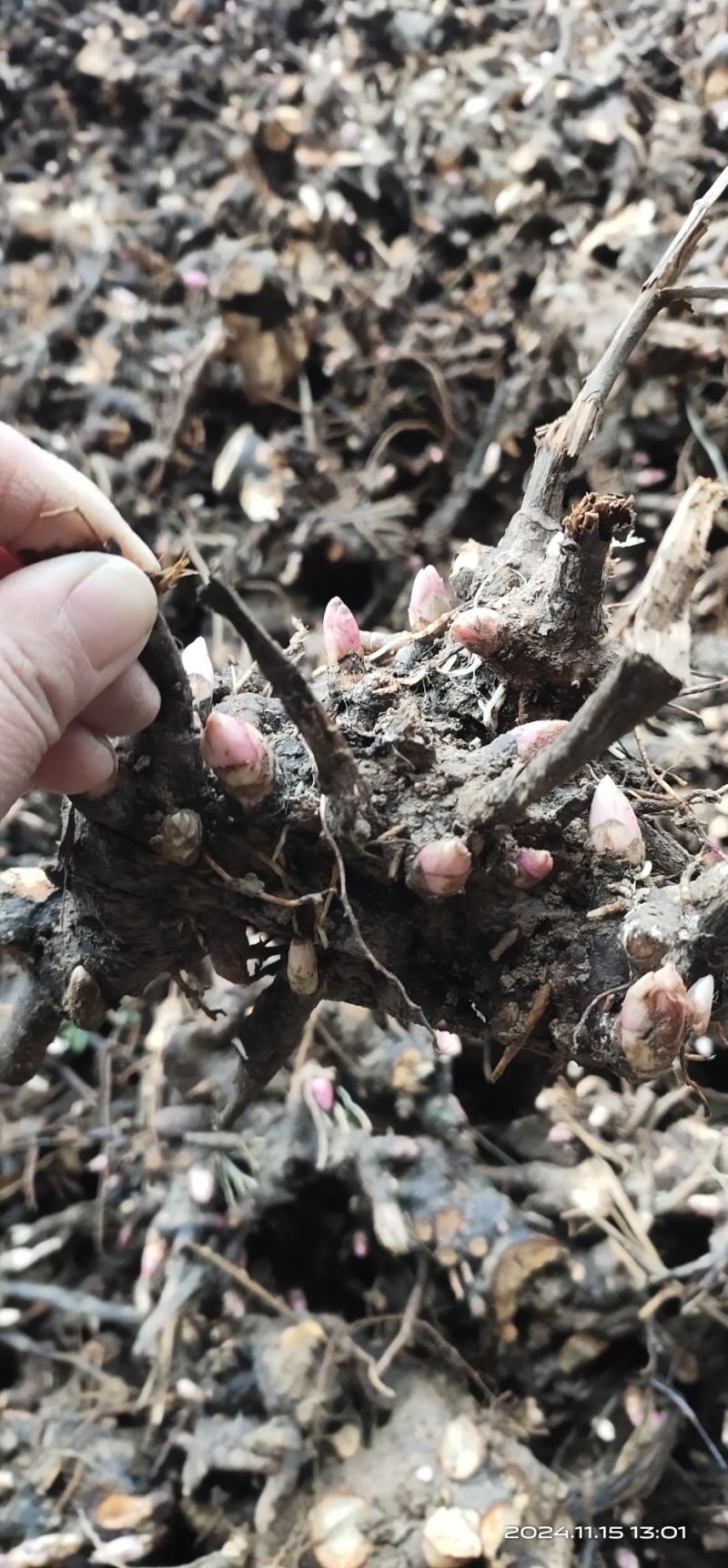 中药材白芍芽亳州老本打成活率高（提供技术指导）