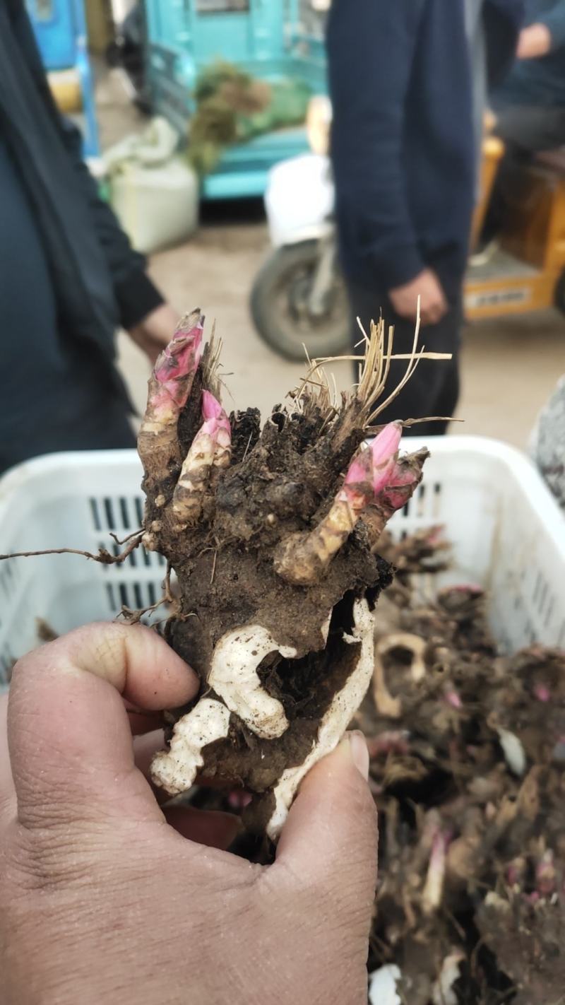 中药材白芍芽亳州老本打成活率高（提供技术指导）