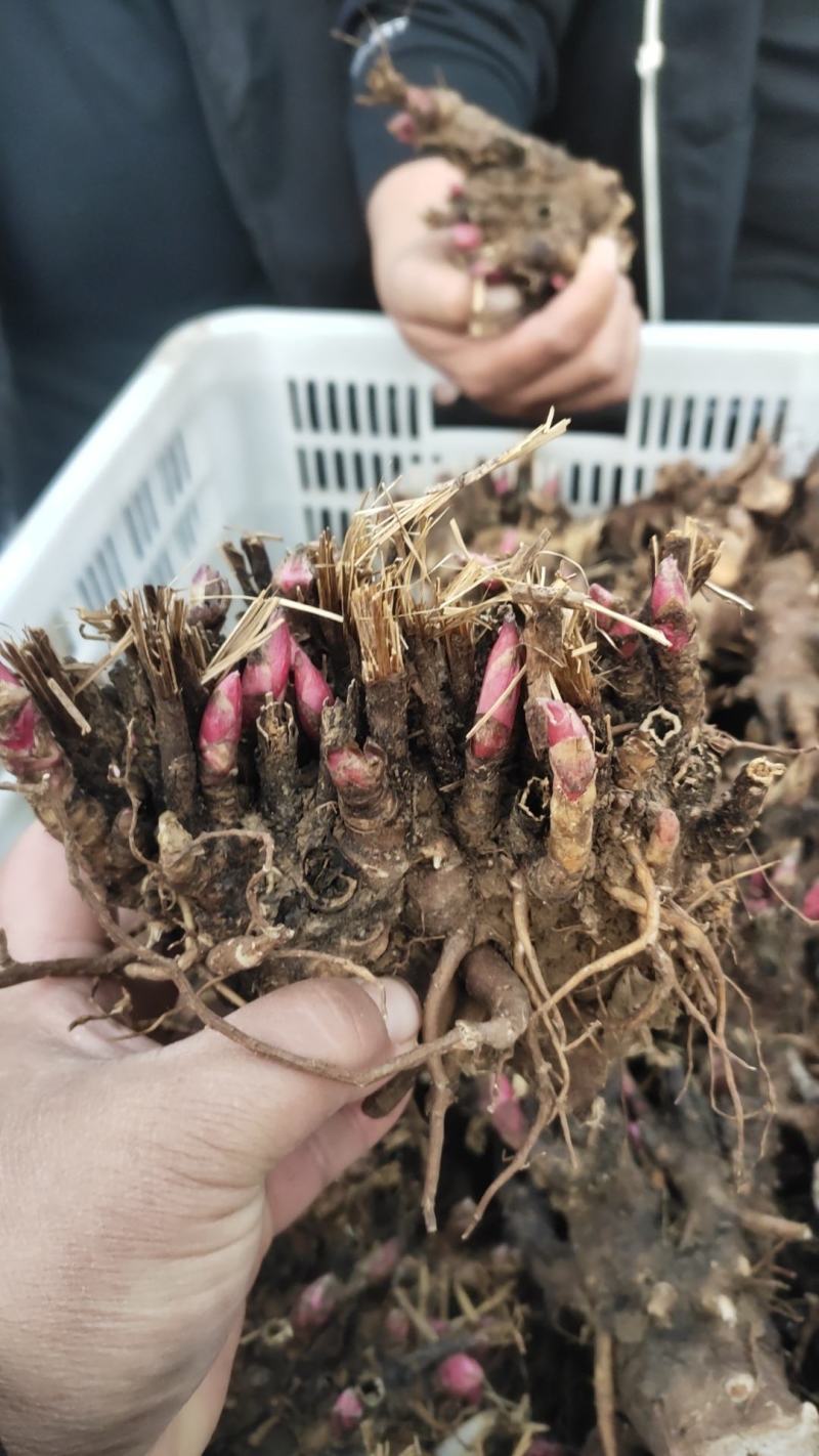 中药材白芍芽亳州老本打成活率高（提供技术指导）
