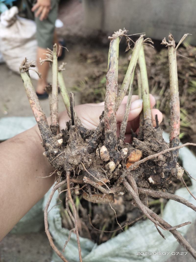 中药材白芍芽亳州老本打成活率高（提供技术指导）