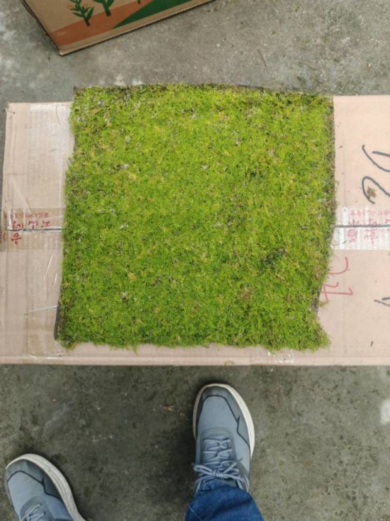 人工大羽苔藓65每平方米