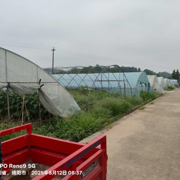 绵阳方水蔬菜大棚基地转让