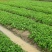 兴安县红玉草莓苗，根系发达，矮胖粗壮，脱毒，无病害，早熟