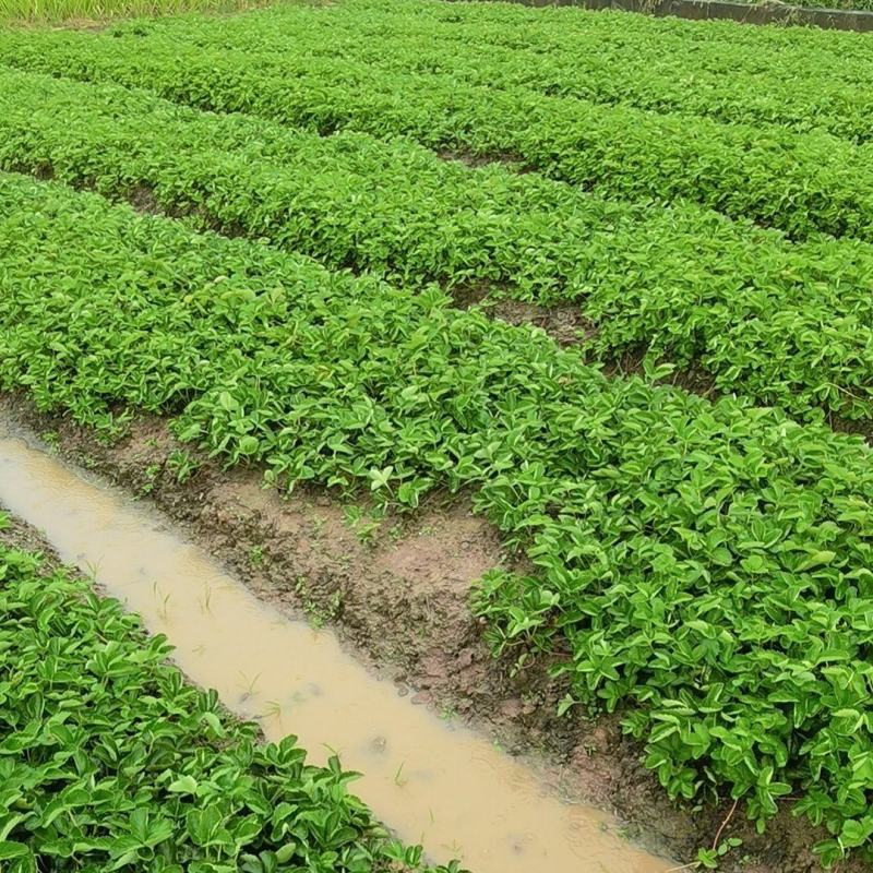 兴安县红玉草莓苗，根系发达，矮胖粗壮，脱毒，无病害，早熟