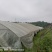 绵阳方水蔬菜大棚基地转让