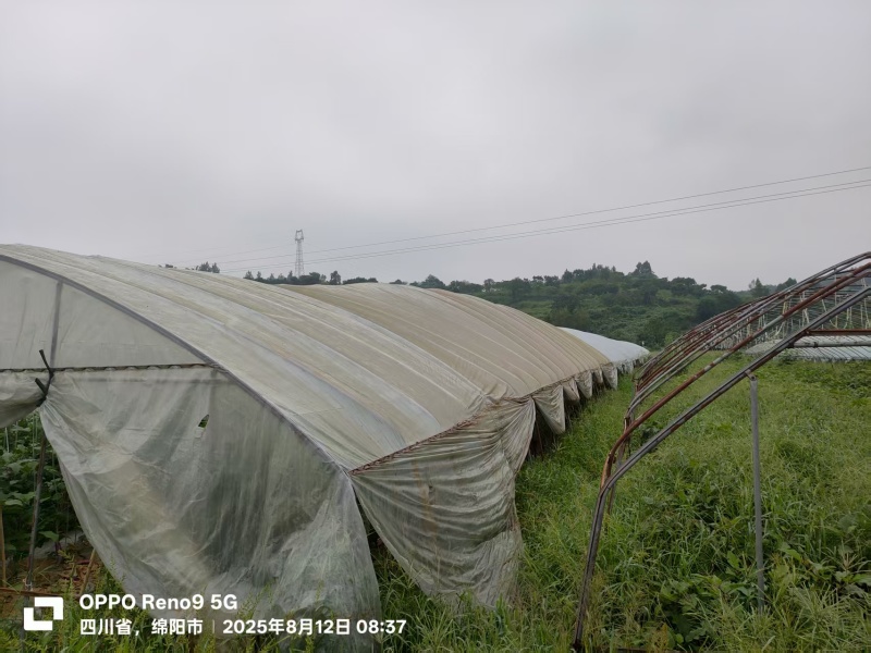 绵阳方水蔬菜大棚基地转让