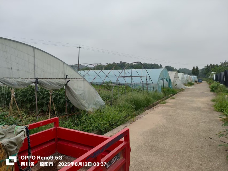 绵阳方水蔬菜大棚基地转让