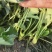 兴安县红玉草莓苗，根系发达，矮胖粗壮，脱毒，无病害，早熟