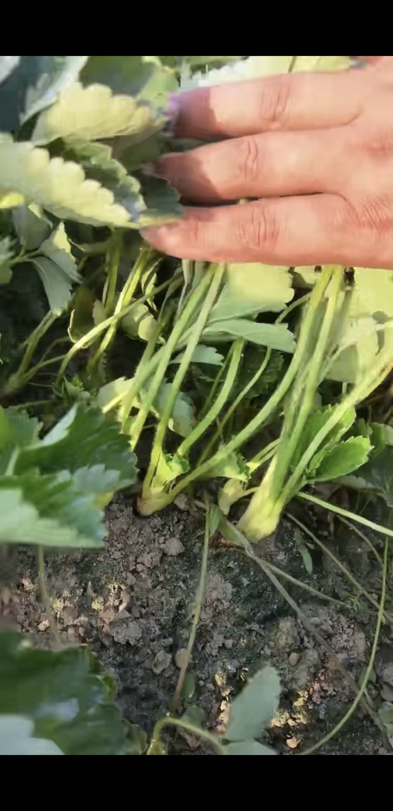 兴安县红玉草莓苗，根系发达，矮胖粗壮，脱毒，无病害，早熟