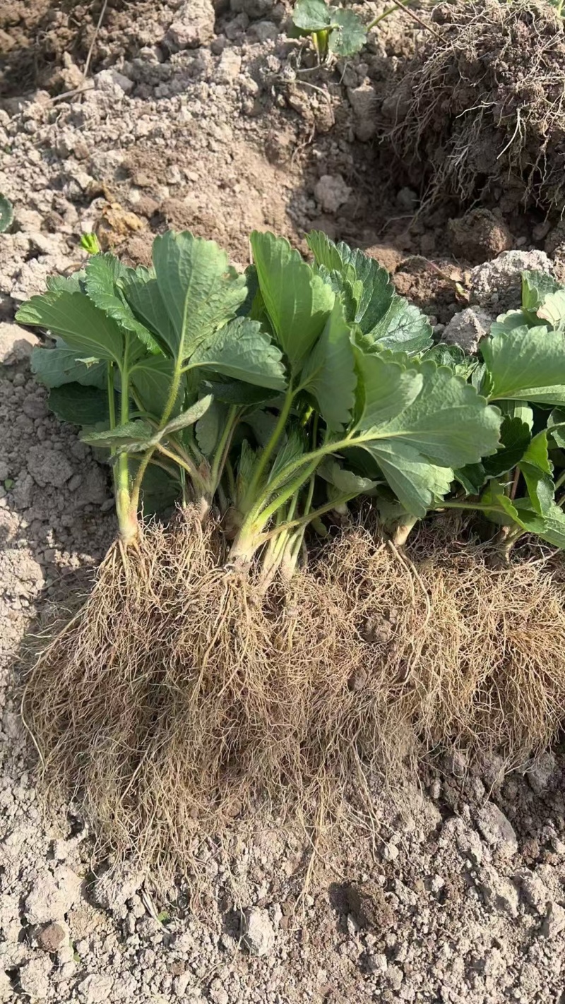 兴安县红玉草莓苗，根系发达，矮胖粗壮，脱毒，无病害，早熟