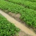 兴安县红玉草莓苗，根系发达，矮胖粗壮，脱毒，无病害，早熟