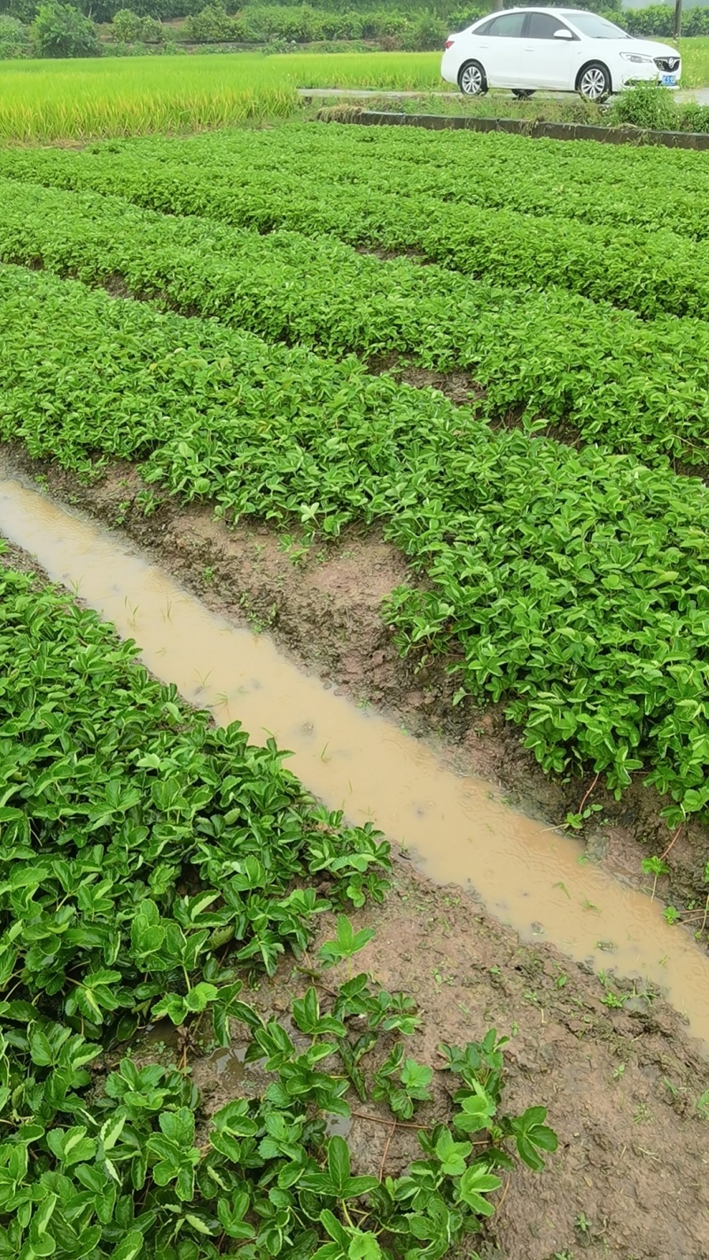 兴安县红玉草莓苗，根系发达，矮胖粗壮，脱毒，无病害，早熟