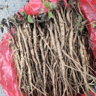 牡丹苗（一年苗）油用凤丹牡丹苗，好种植易管理（技术指导）