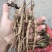 牡丹苗（一年苗）油用凤丹牡丹苗，好种植易管理（技术指导）