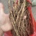 牡丹苗（一年苗）油用凤丹牡丹苗，好种植易管理（技术指导）