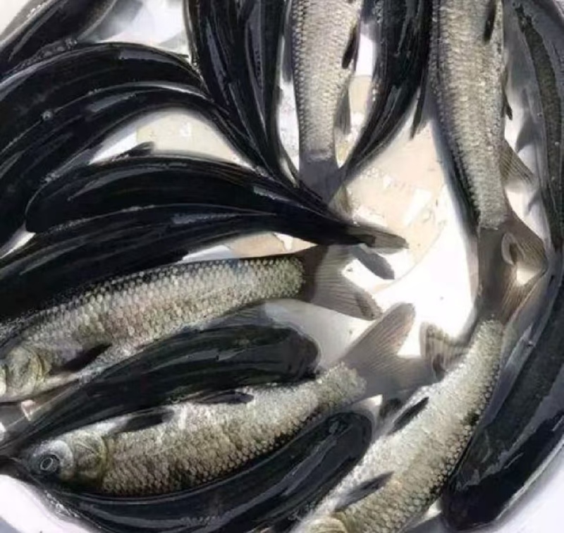 简称黑鲩鱼苗/鱼苗/渔产/，现货足，支持全国发货，