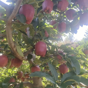 今日摘果