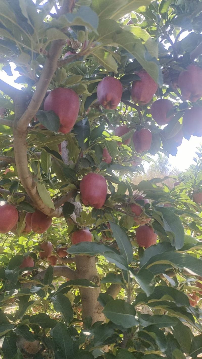 今日摘果
