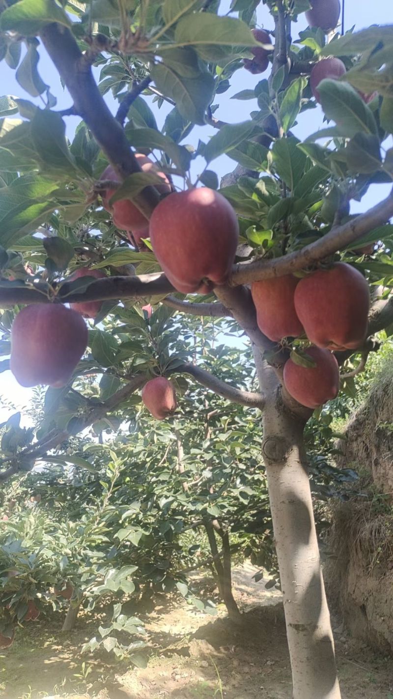 今日摘果