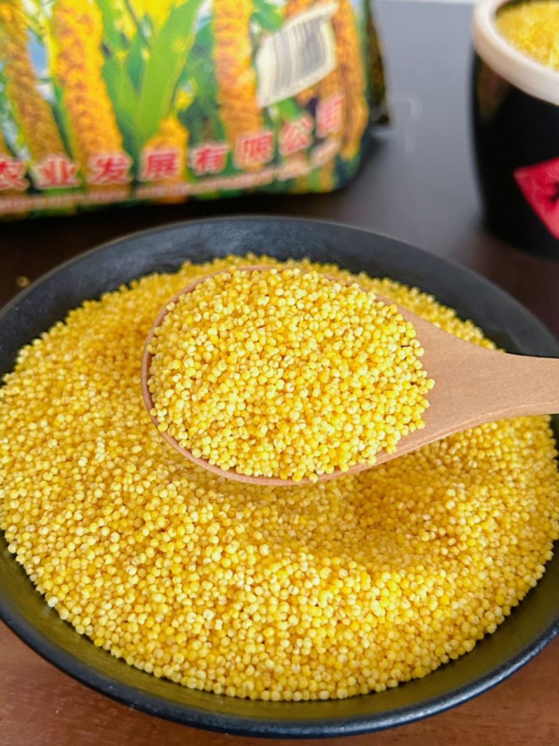 碱地黄小米