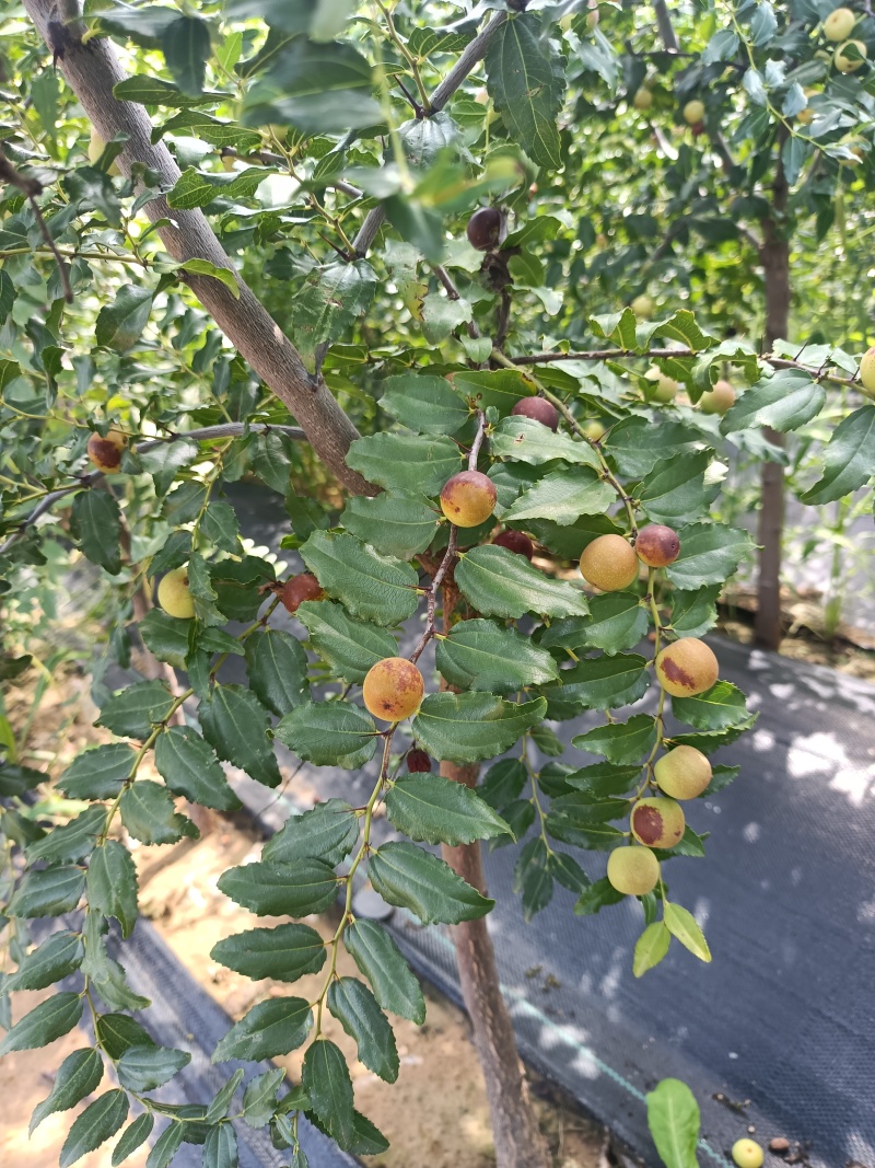 药用酸枣苗