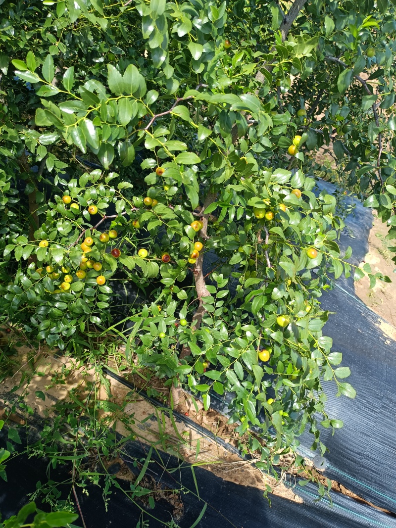 药用酸枣苗