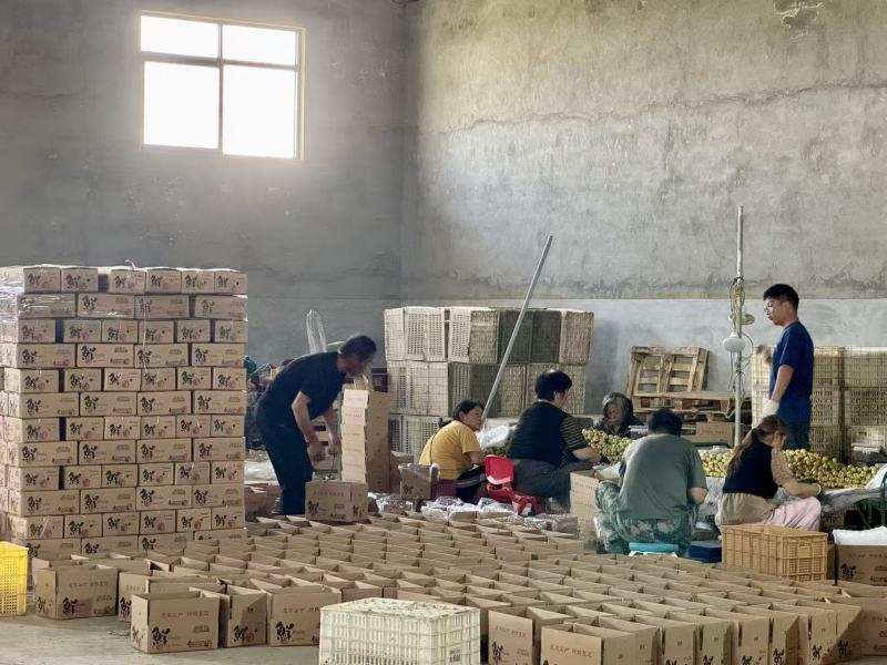 大荔冬枣大量上市，需要联系