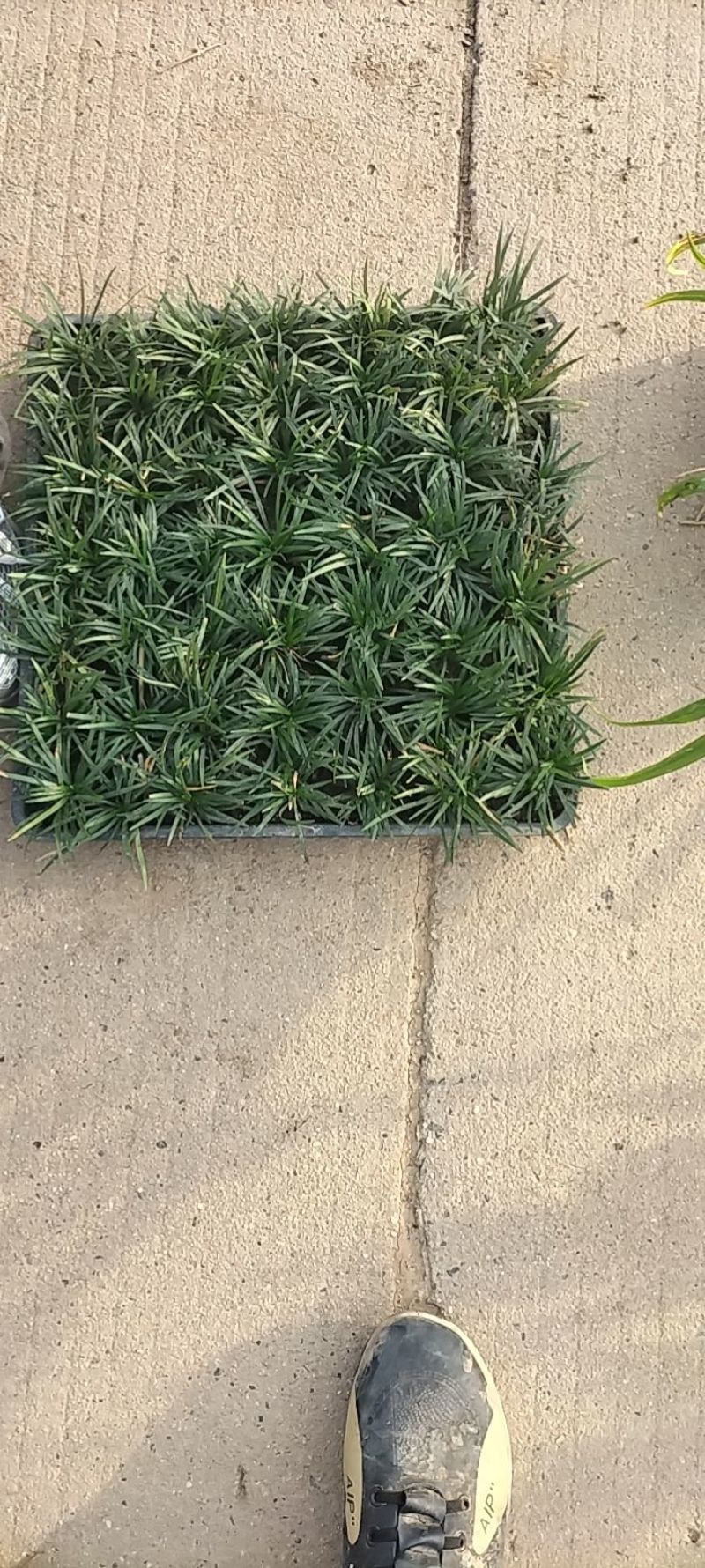 矮麦冬方盘